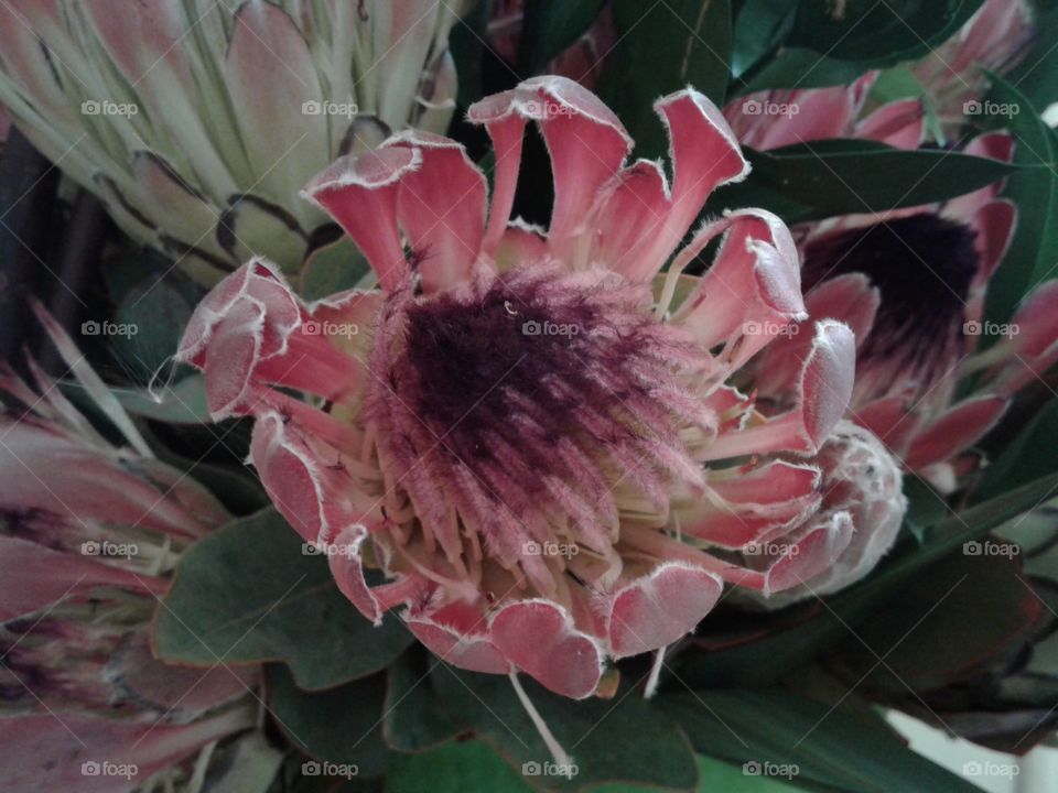 Protea Flower