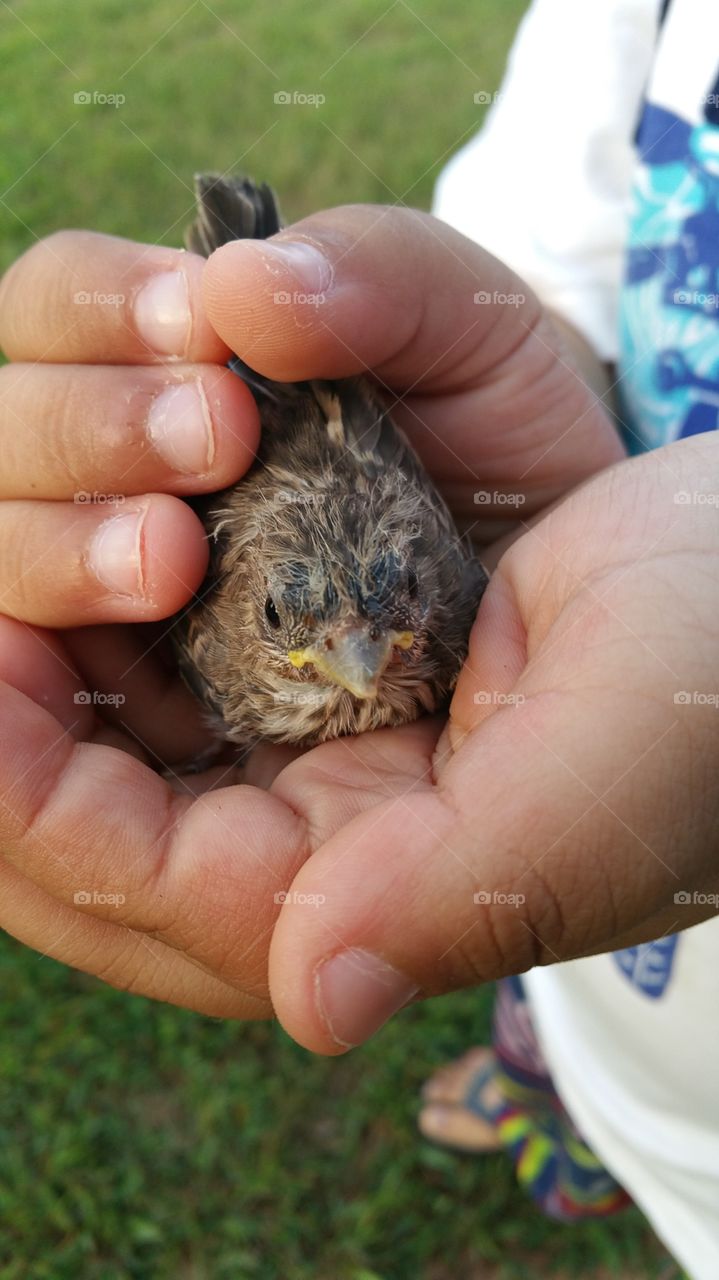 kid and a baby bird. a baby bird in a kid hands