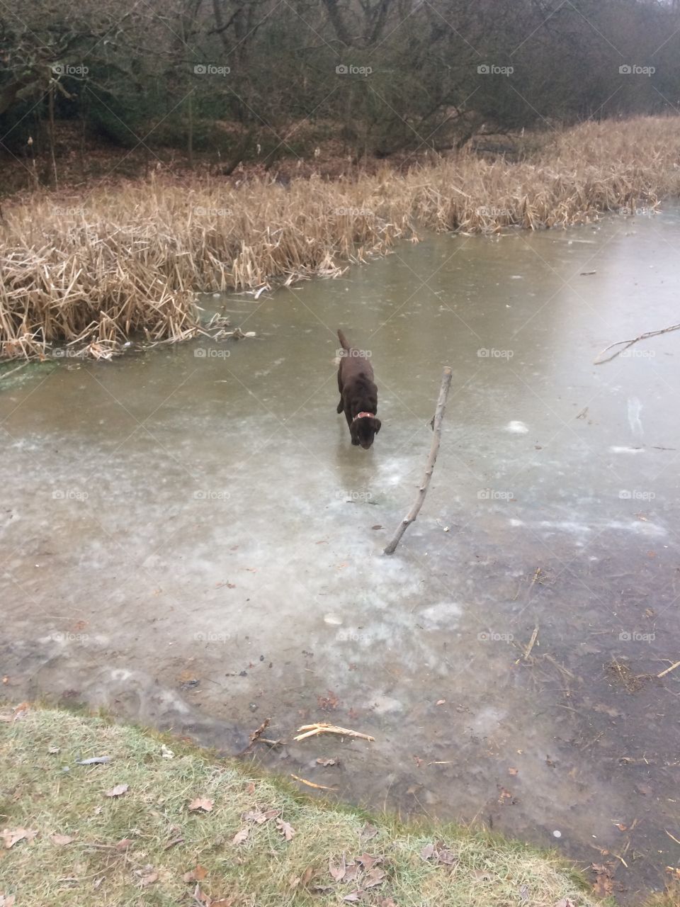 Brown chocolate Labrador dog on the ice of a frozen pond