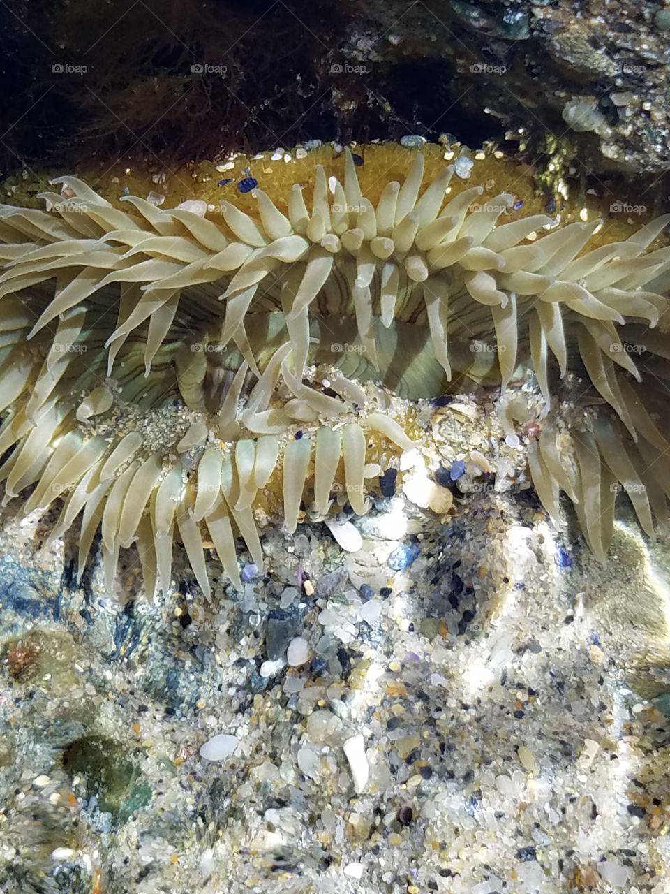 Sea Anemone