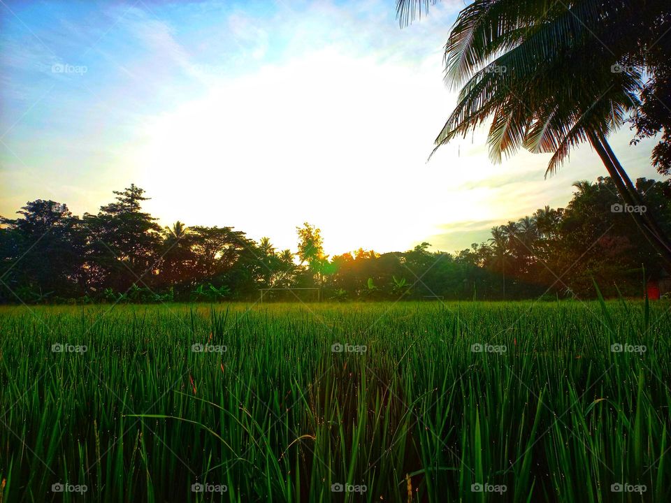 When the sun rises in the rice fields