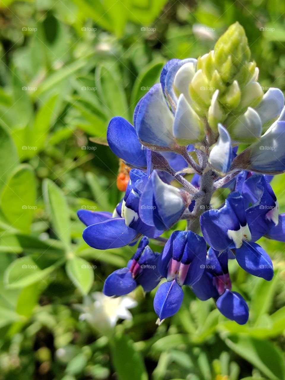 Bluebonnet close up