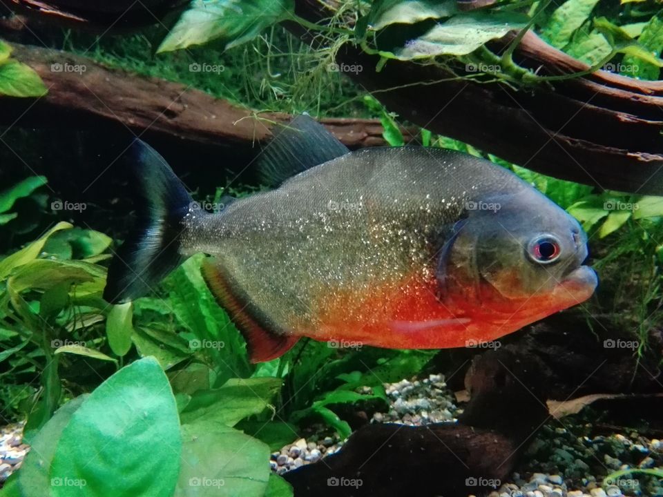 Red bellied Piranha. They are omnivorous foragers and feed on insects, worms, crustaceans and fish. They are not a migratory species.