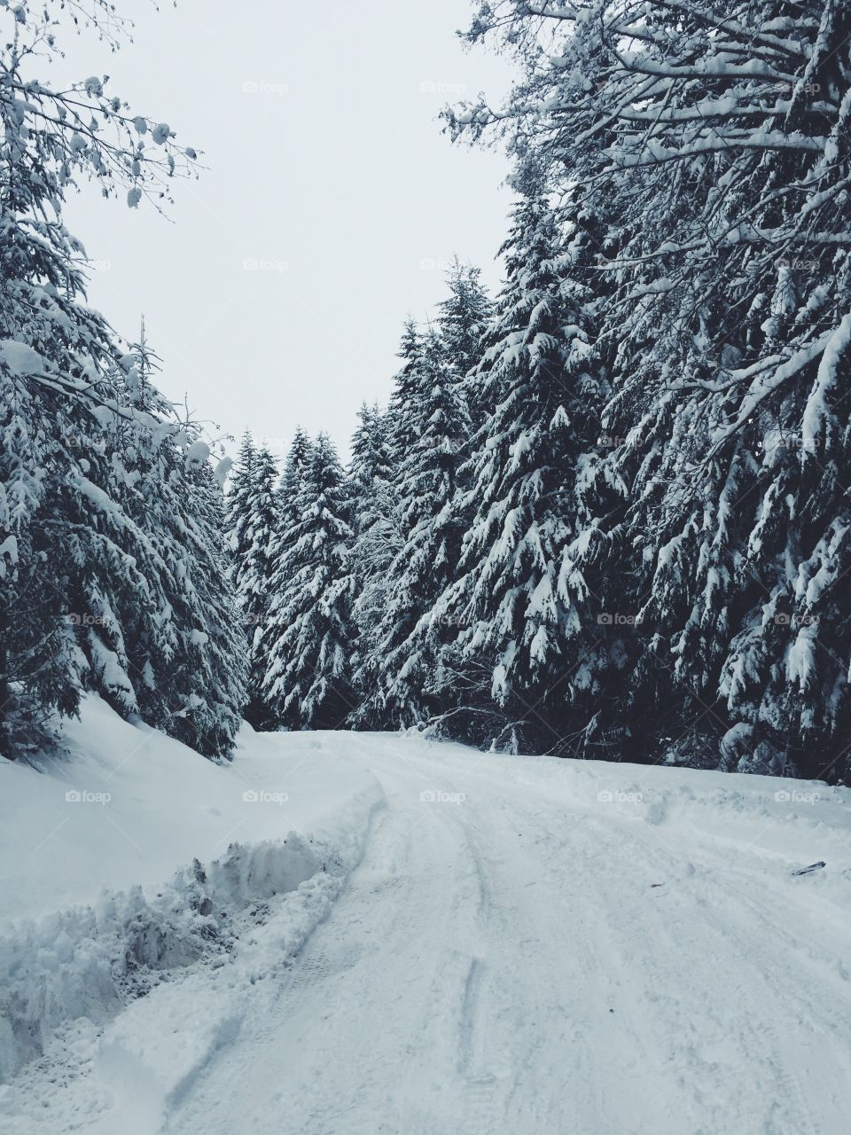 Snow, Winter, Cold, Wood, Frost