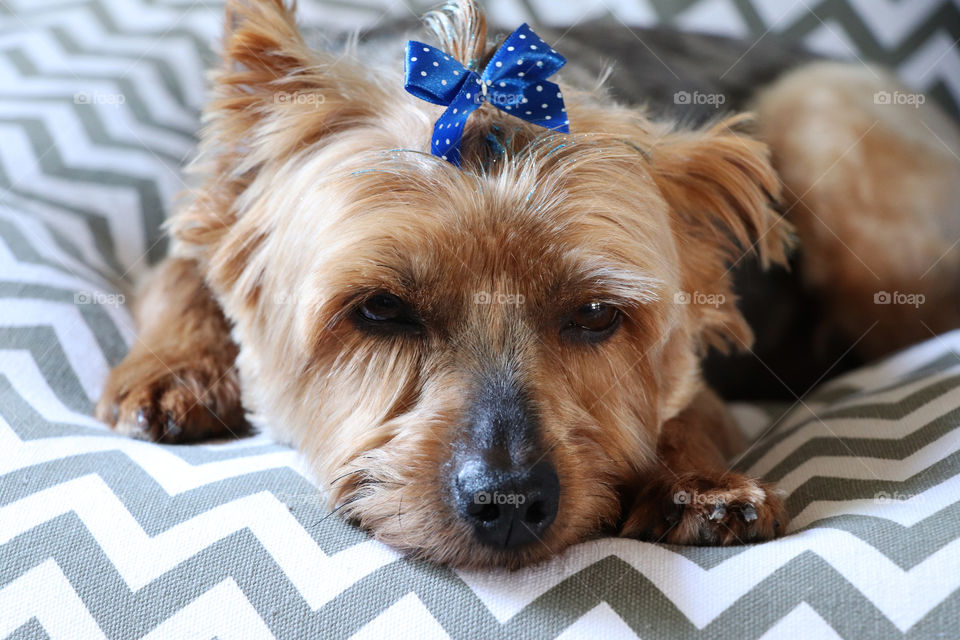 Yorkie resting