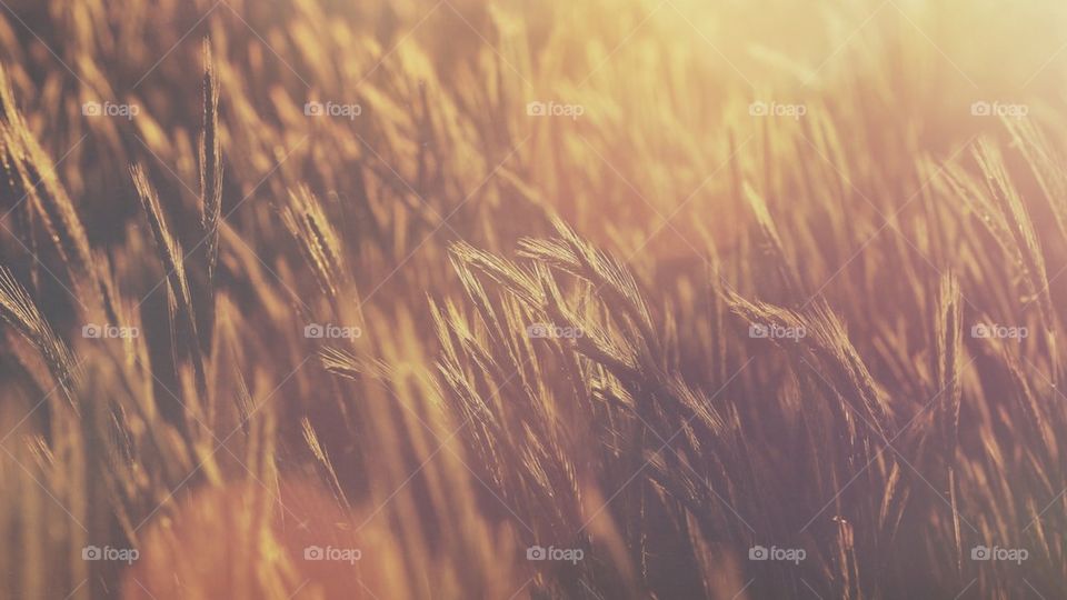 Sunset in a field.