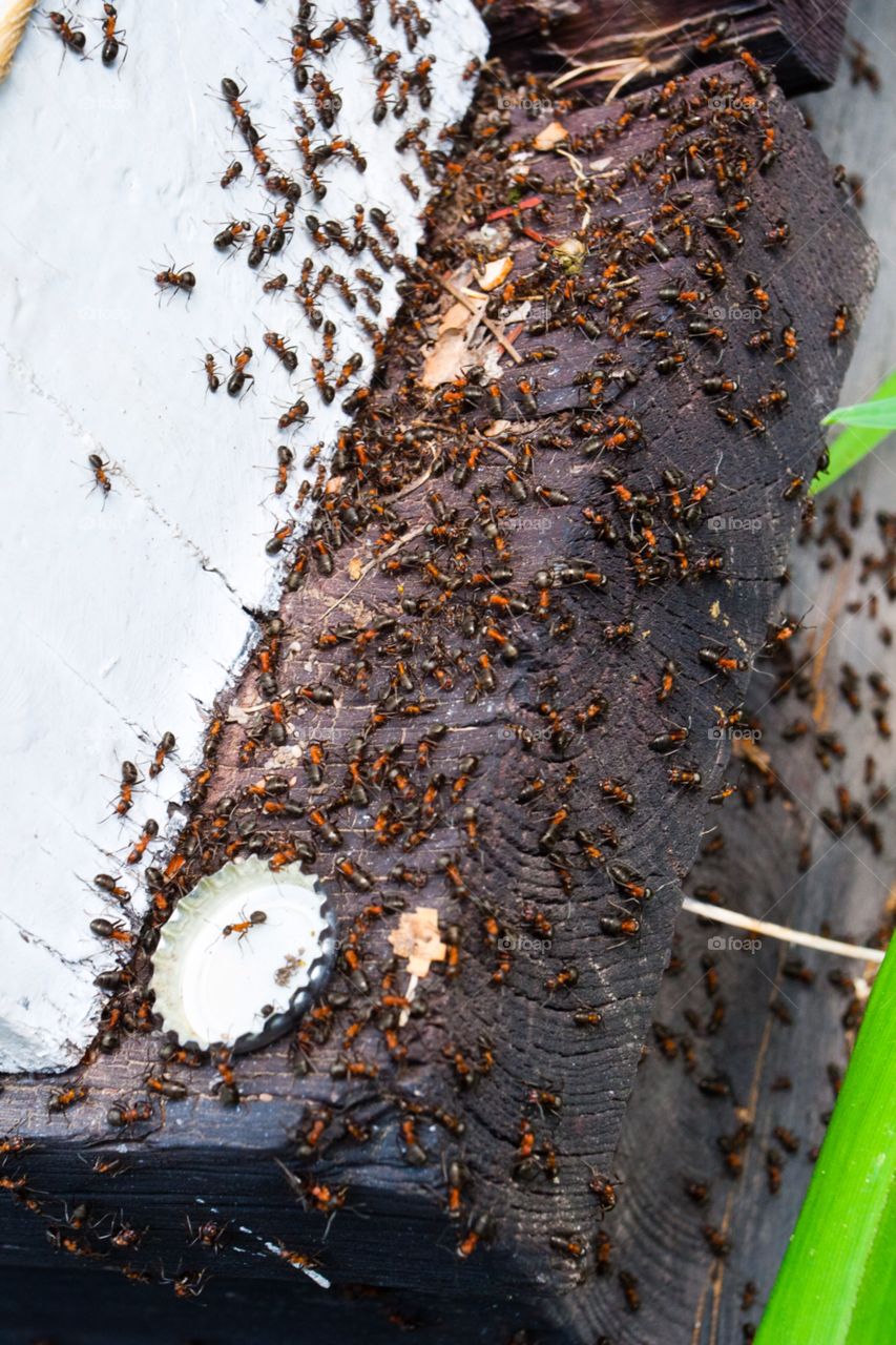 wood forest ants many by comonline