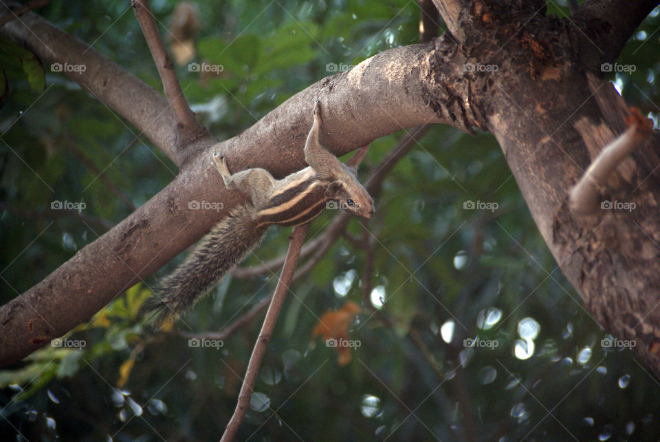 Squireel looking upside down, the world going by.