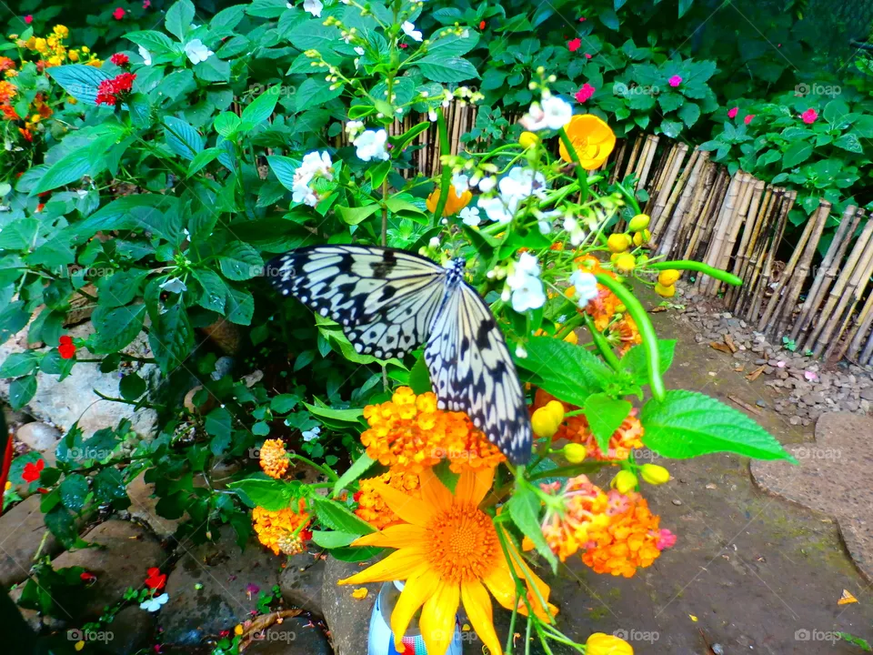 Butterfly