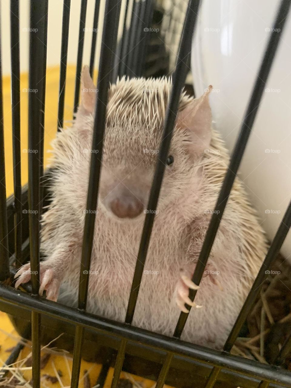 Douglas the tenrec 