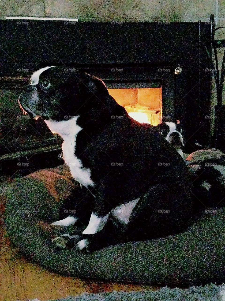 Pete and Buster by the fire