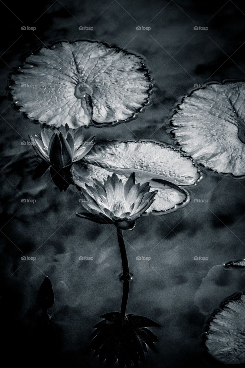 On monochrome pond...