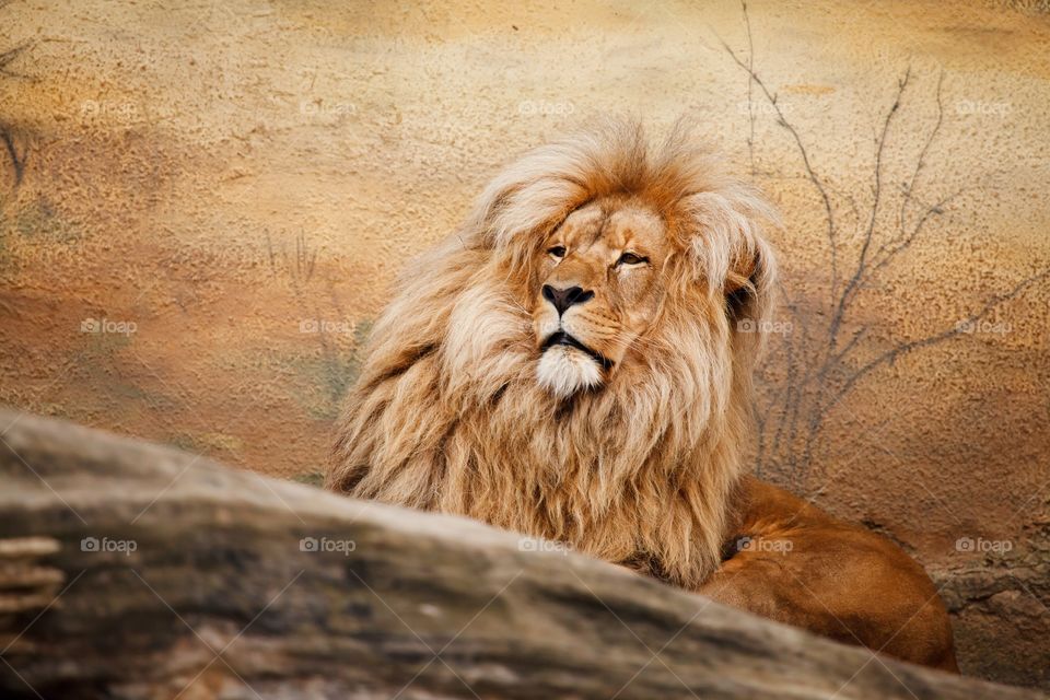 The lion (Panthera leo) is one of the big cats in the genus Panthera and a member of the family Felidae. The commonly used term African lion collectively denotes the several subspecies in Africa. With some males exceeding 250 kg (550 lb) in weight,[5] it is the second-largest living cat after the tiger, barring hybrids like the liger.[6][7] Wild lions currently exist in sub-Saharan Africa and in India (where an endangered remnant population resides in and around Gir Forest National Park). In ancient historic times, their range was in most of Africa, including North Africa, and across Eurasia from Greece and southeastern Europe to India. In the late Pleistocene, about 10,000 years ago, the lion was the most widespread large land mammal after humans: Panthera leo spelaea lived in northern and western Europe and Panthera leo atrox lived in the Americas from the Yukon to Peru.[8] The lion is classified as a vulnerable species by the International Union for Conservation of Nature (IUCN), having seen a major population decline in its African range of 30–50% over two decades during the second half of the twentieth century.[3] Lion populations are untenable outside designated reserves and national parks. Although the cause of the decline is not fully understood, habitat loss and conflicts with humans are the greatest causes of concern. Within Africa, the West African lion population is particularly endangered.