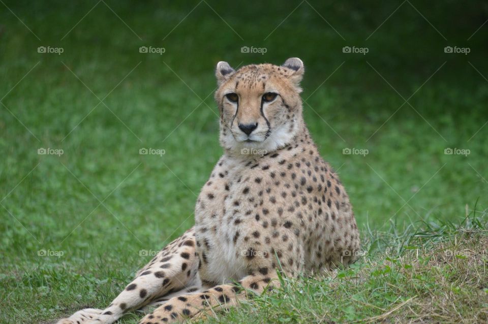 A wild, magnetic gaze: the majestic cheetah stares with piercing eyes, its spotted coat and regal stance embodying the power of nature's fastest predator.