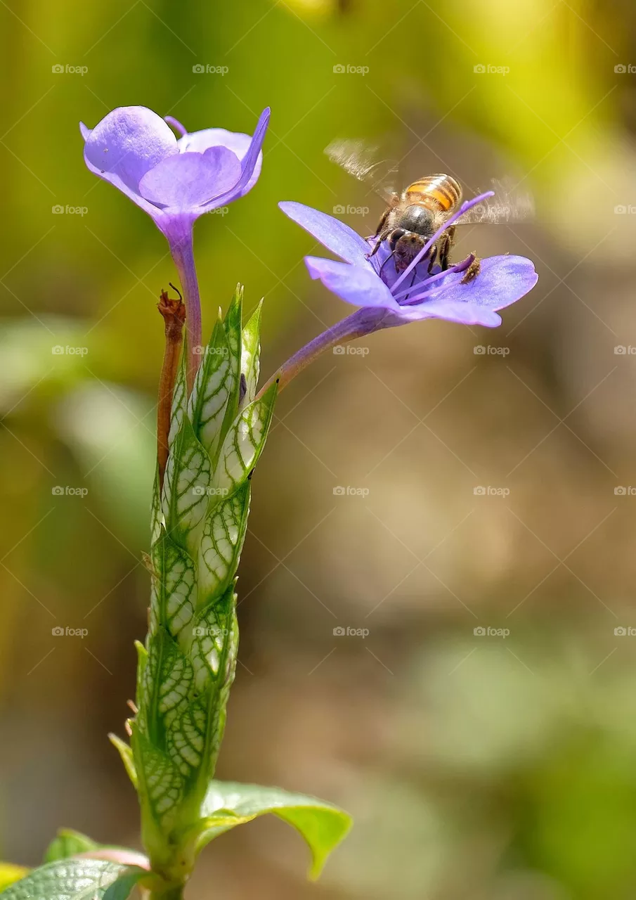 purple color flowers with bee