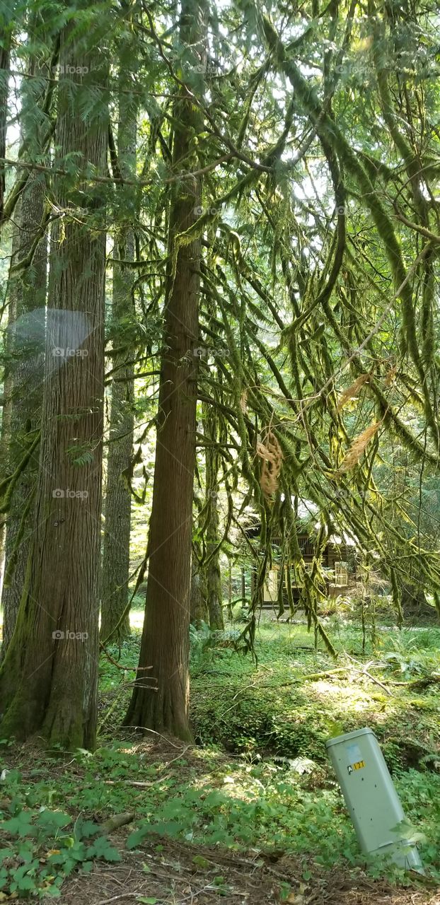 Washington forest
