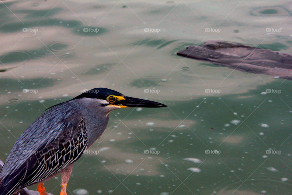 Bird and wood plank in water