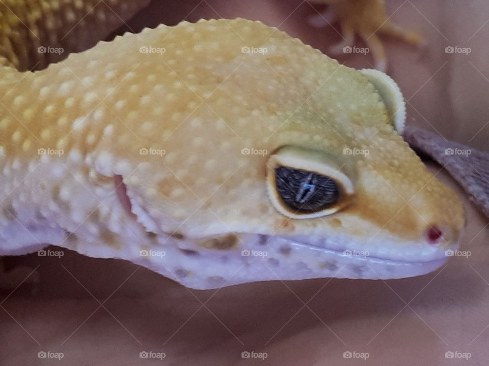 Gecko