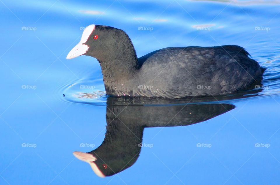 Eurasian coot swimming in lake