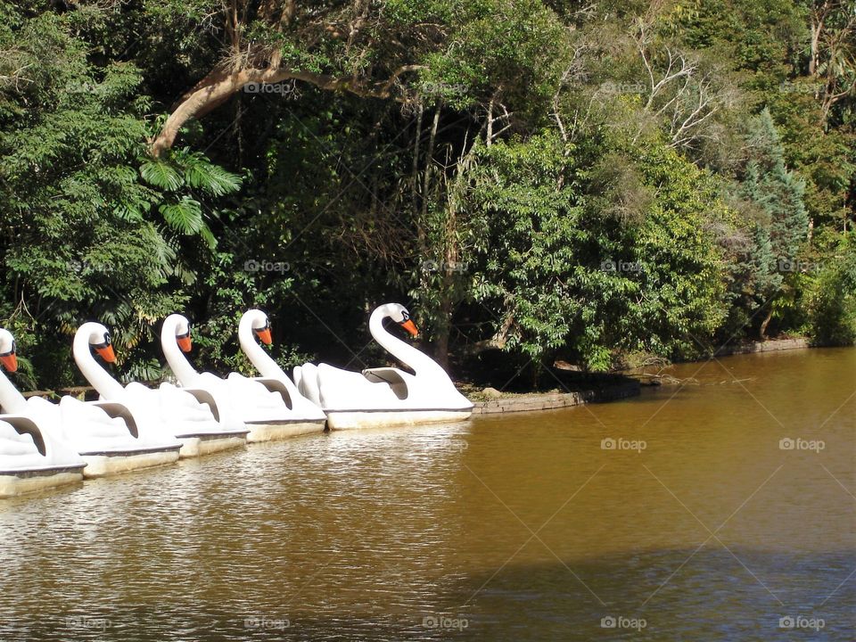 Pedalinhos no Lago/Pedal boats on the lake.