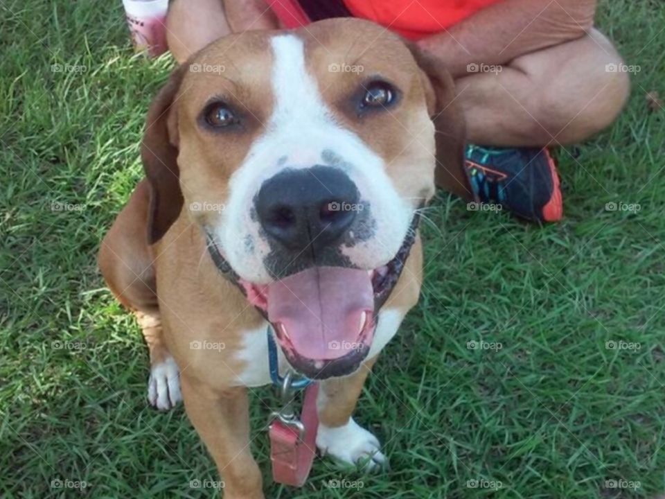 Happy dog in the grass