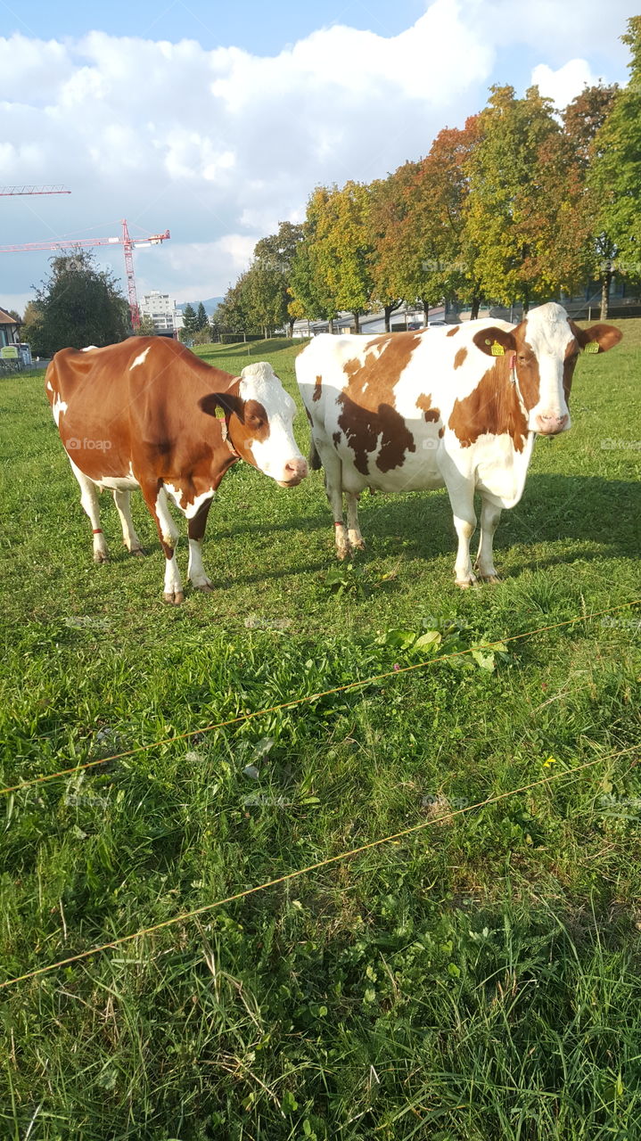 Cows standing on agricultural field