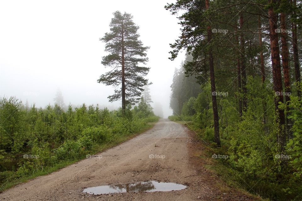 View of road passing through forest