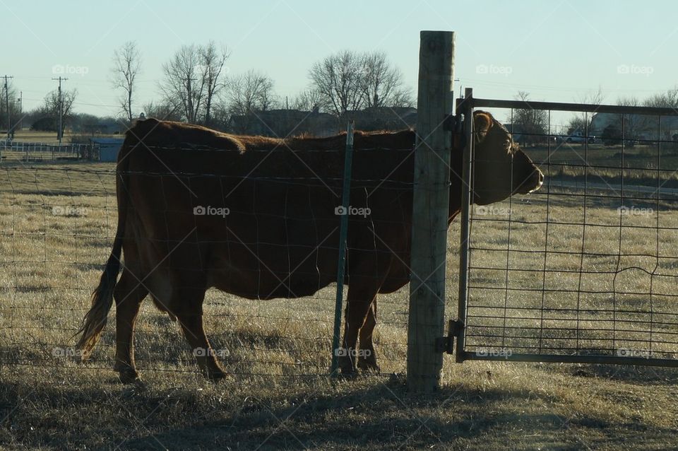 How Now Brown Cow