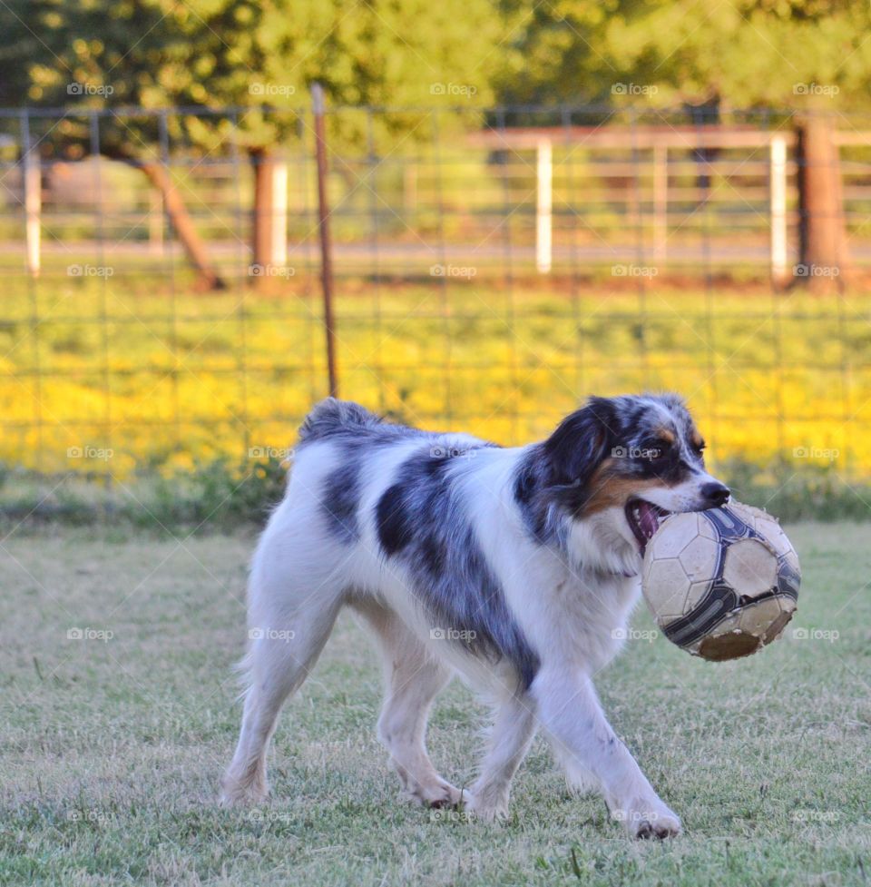 Trigger, our Miniature Australian Shepherd playing with his soccer ball. 