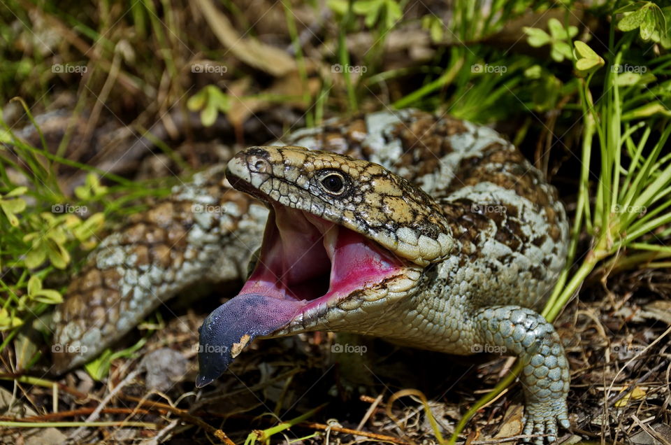 Blue-tongued skinks