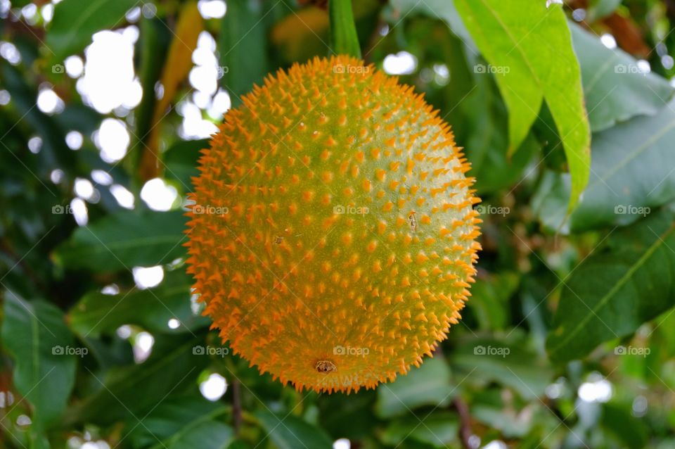 Close-up of baby jackfruit