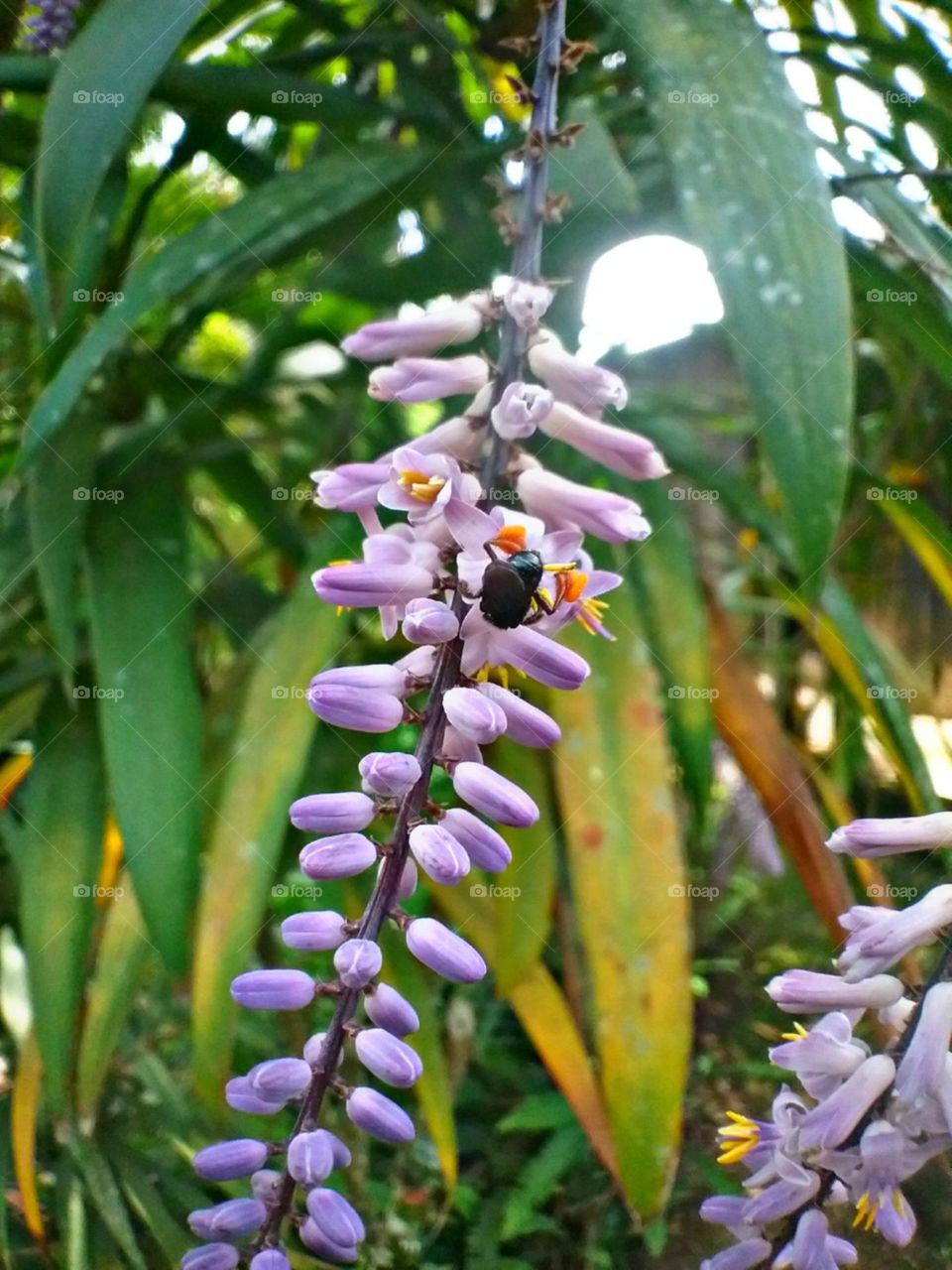 As Trigonas preferem as lilases.