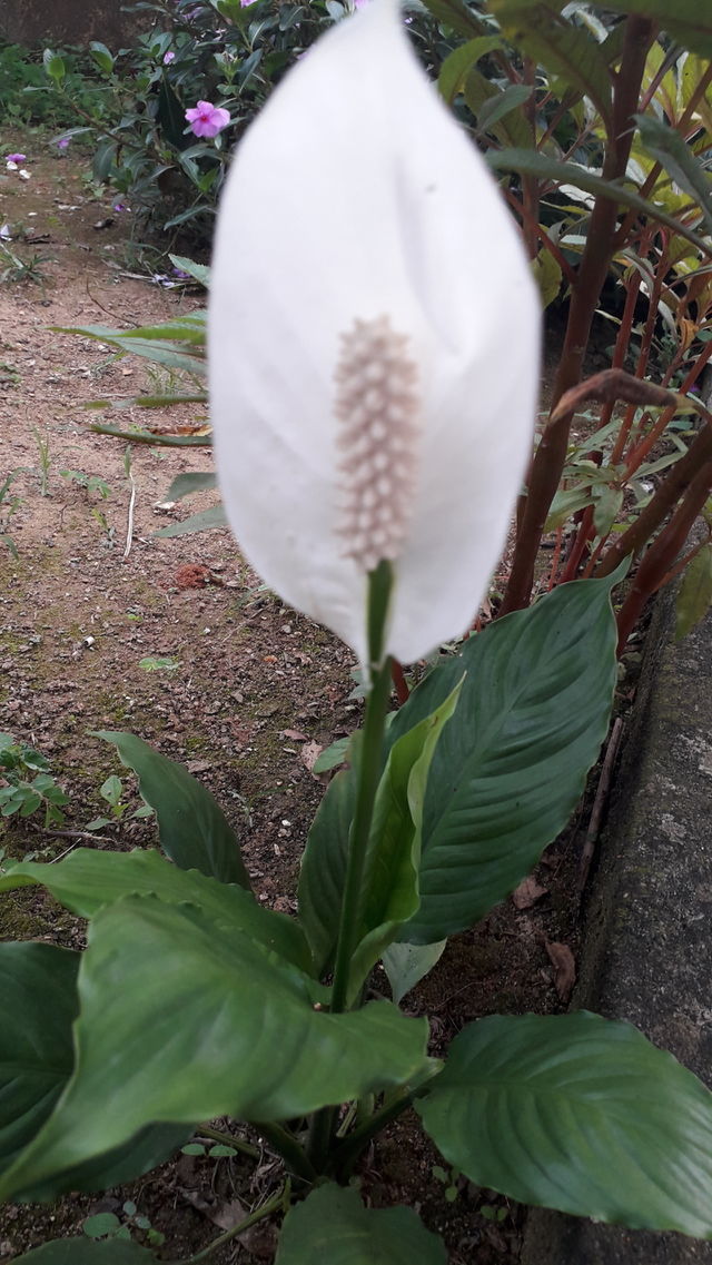 paz