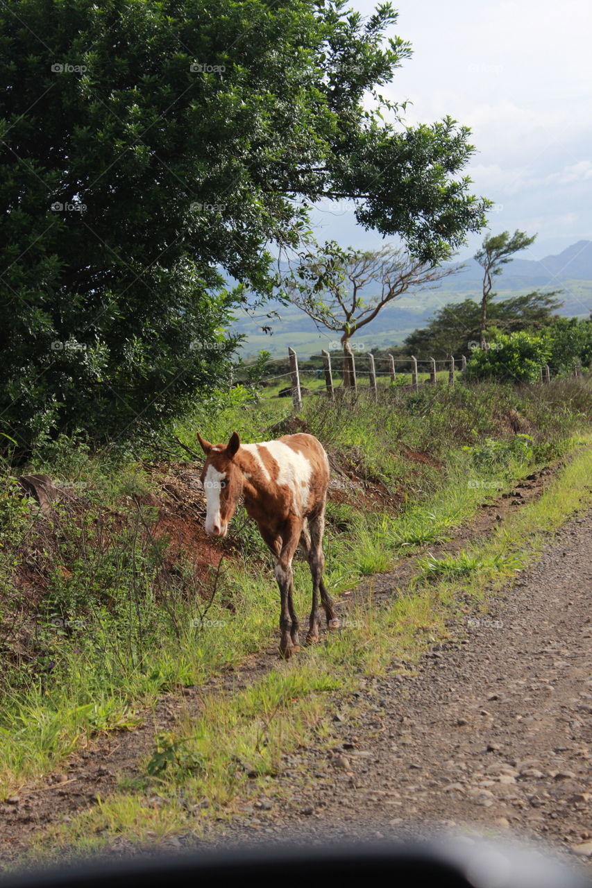 young colt traveling by itself on a dirt and rock mountain road in Costa Rica