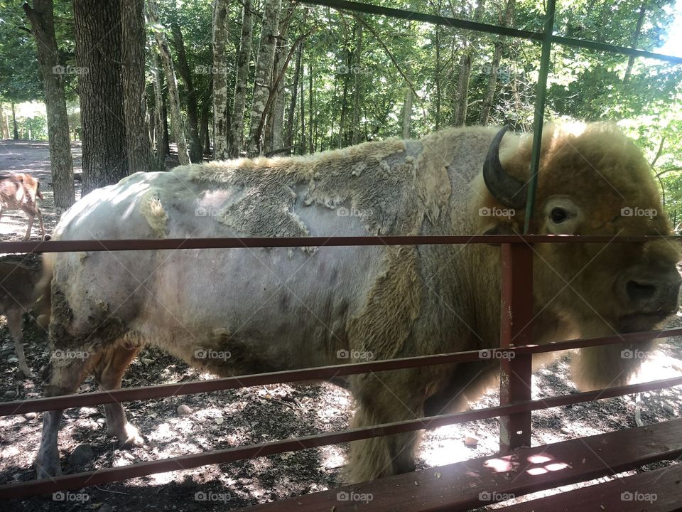 Briarwood Safari Park, Morristown TN. This is “Custer”. Their bull buffalo. He was so beautiful and so gentle. 
