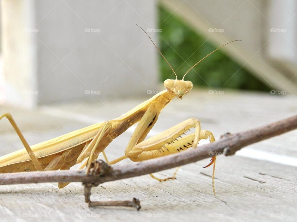 Yellow Praying Mantis