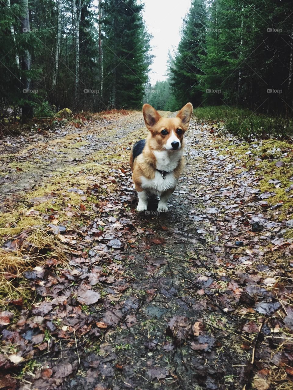 A corgi dog in the forest 