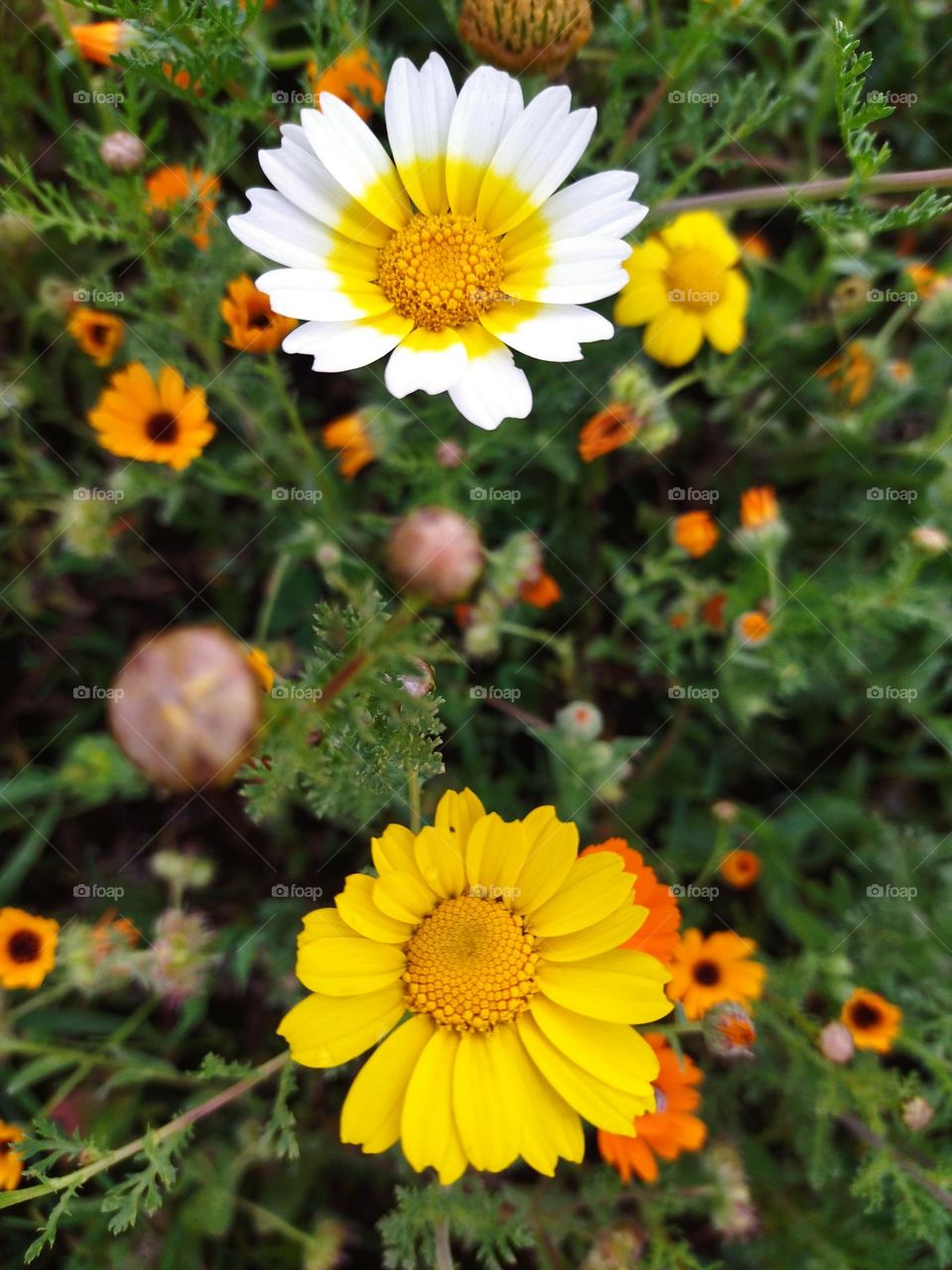 Flowers in a garden