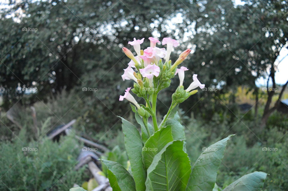 tabacco flower