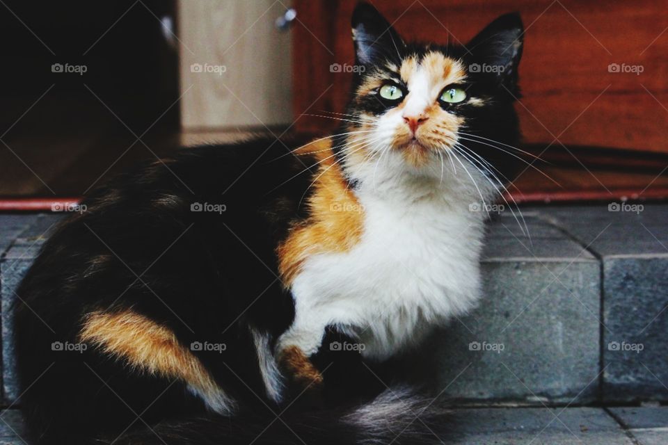 portrait of cat