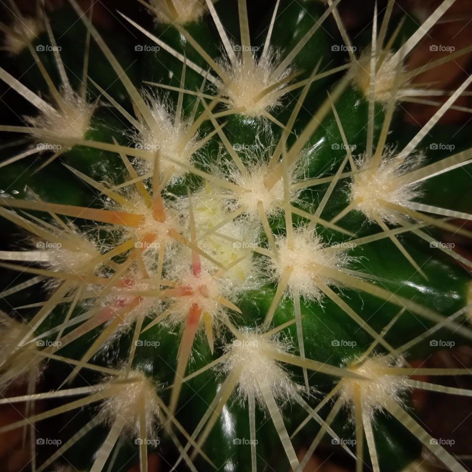 Эхинокактус