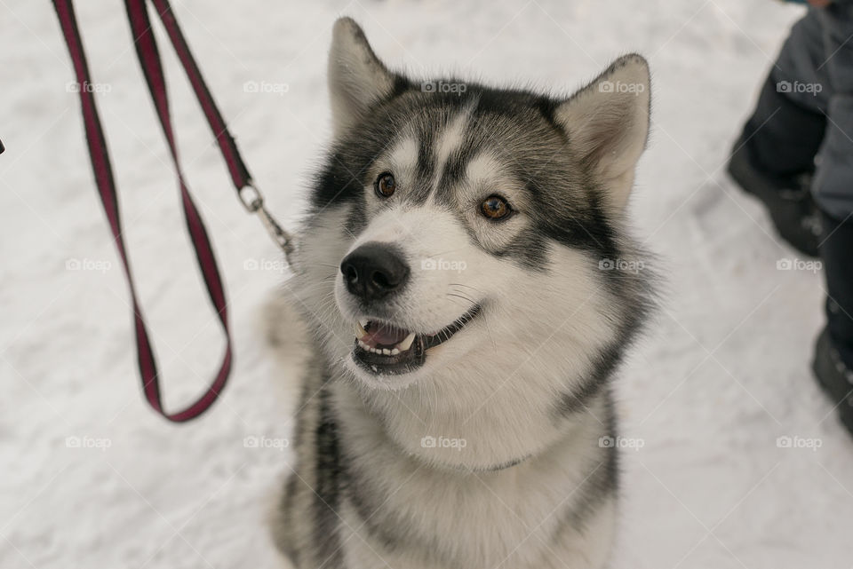 Husky dog looking away