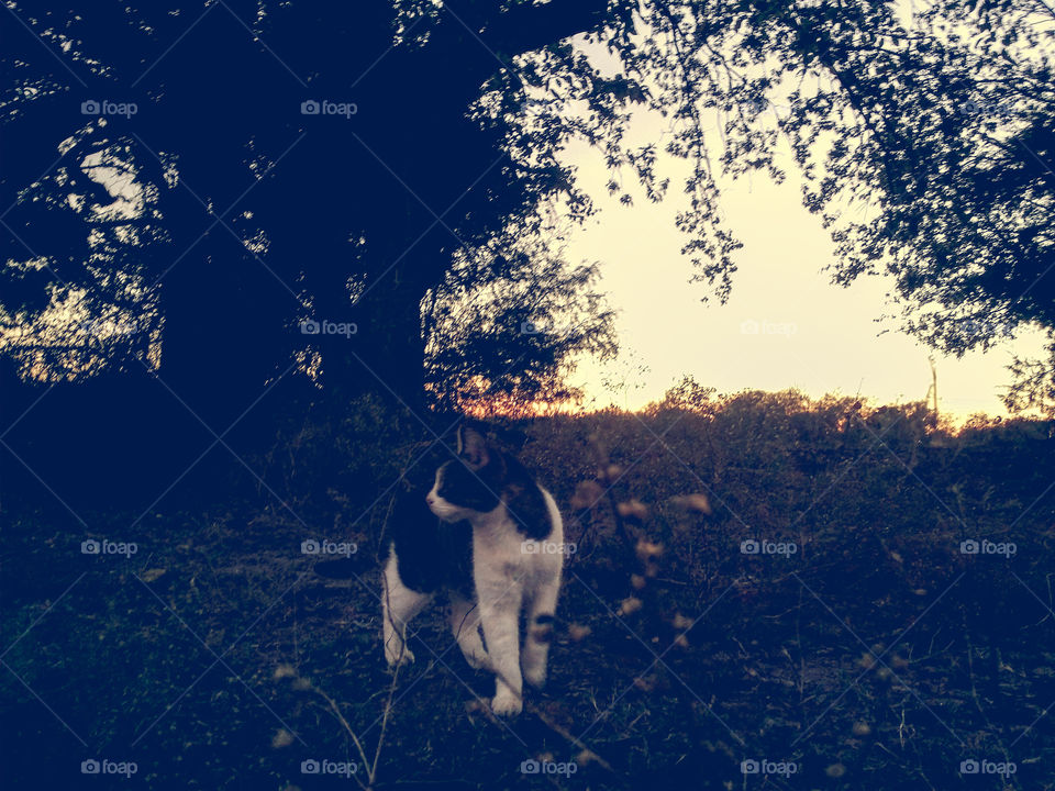 Tabby Cat at Sunset in a Field