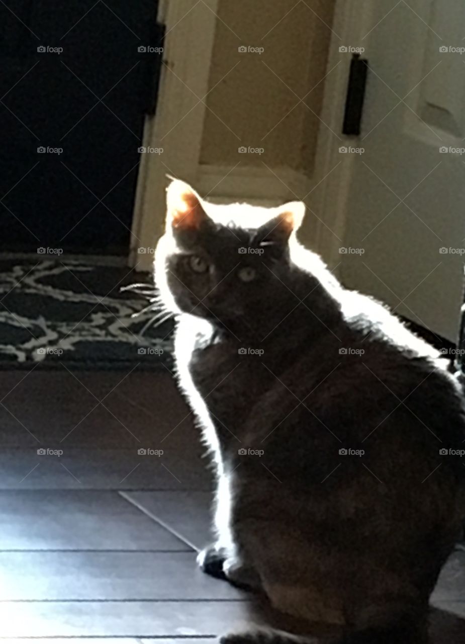 Kitty in the sunlight. 