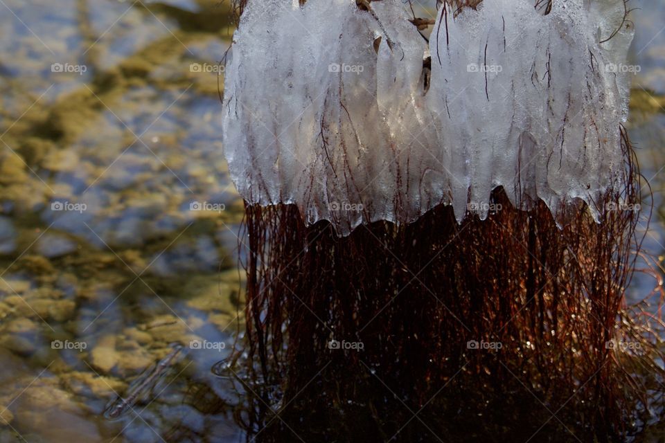 Frozen Leaves