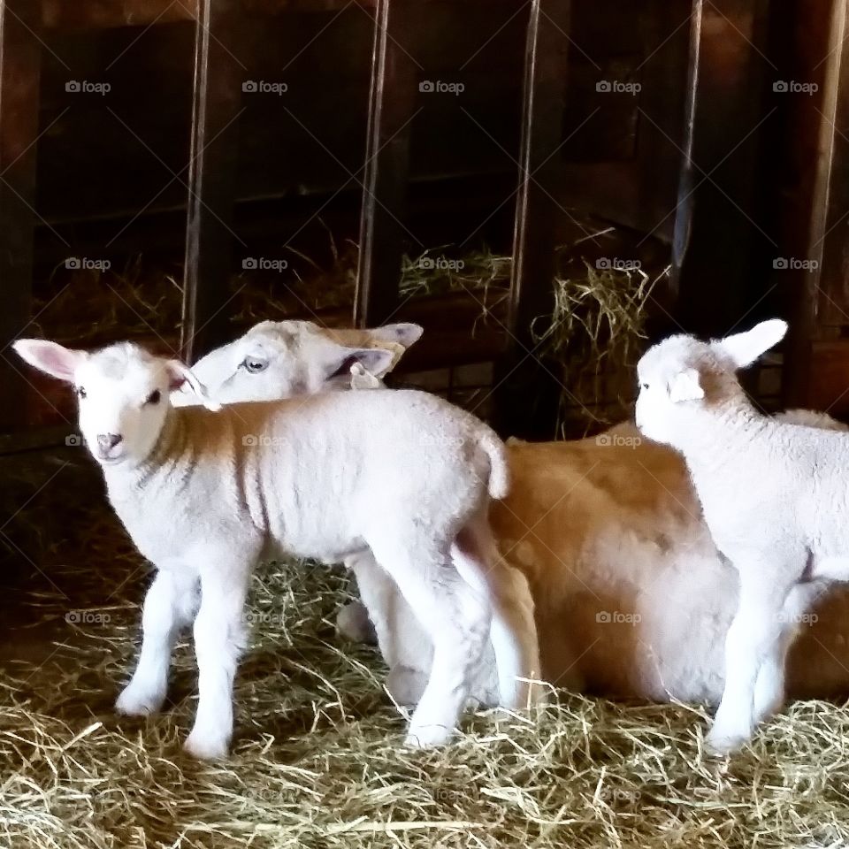 Spring Lambs 