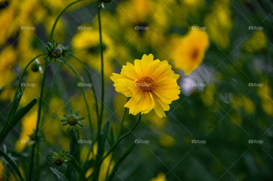yellow flowers blur