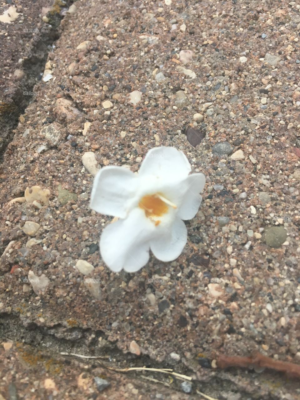 Flower bud fallen to the ground 