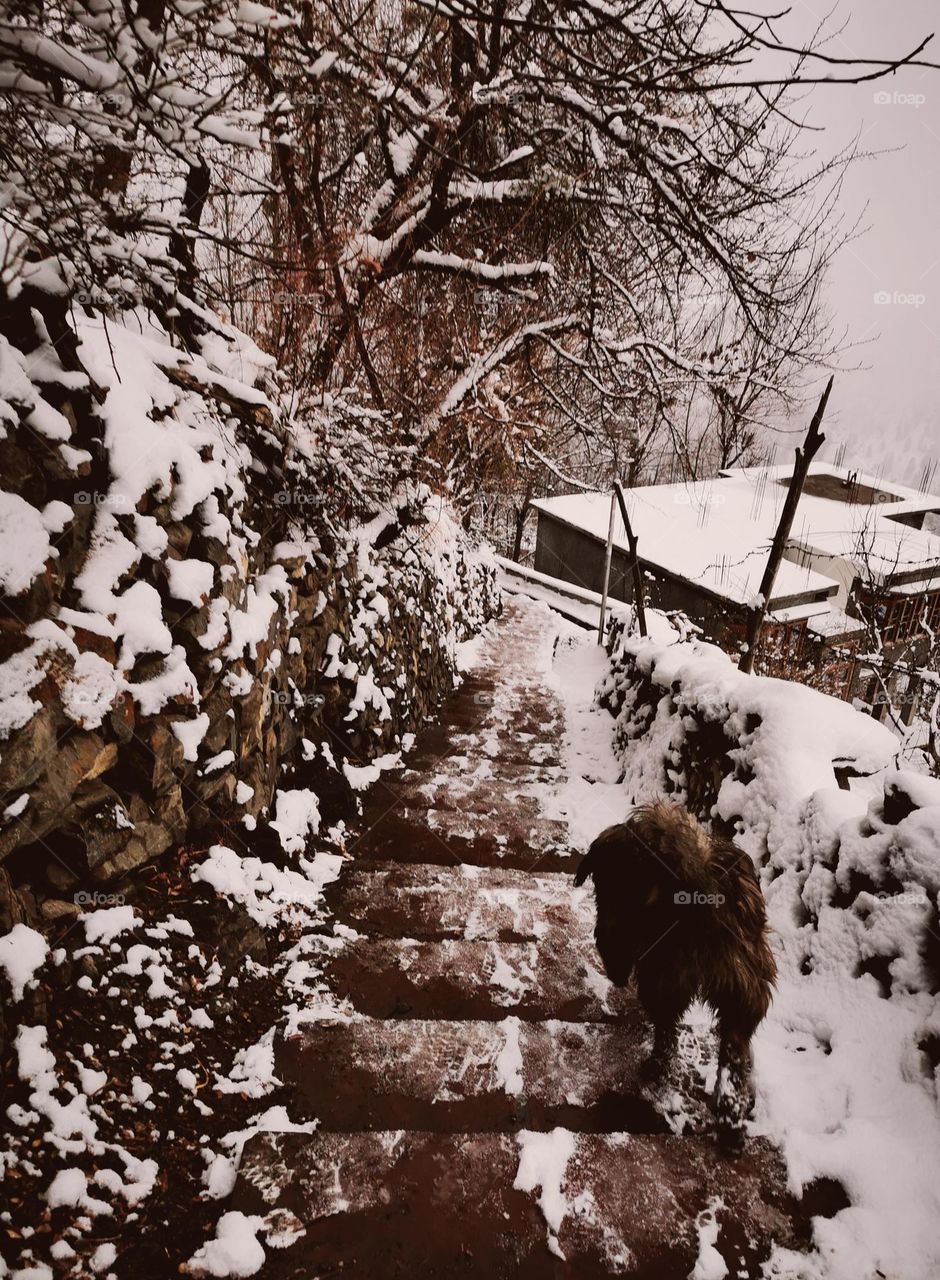 Dog on mood to celebrate