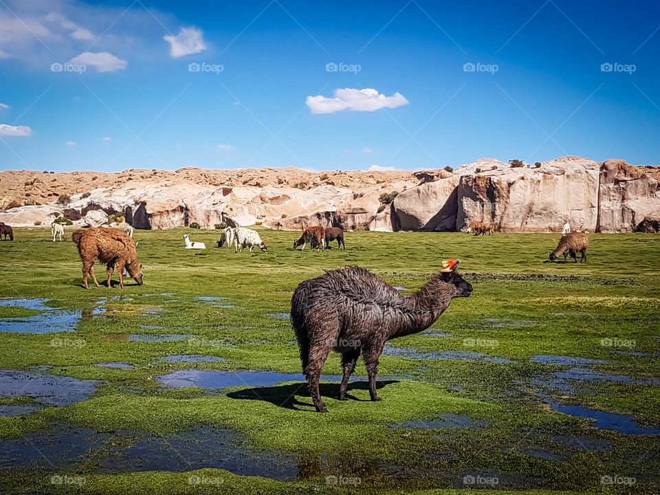 Llamas on a pasture in Bolivia